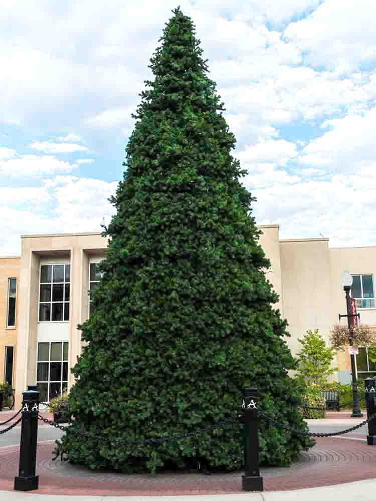 80 ft christmas tree Clearance