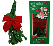 Real American Christmas Mistletoe Plant